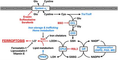 Targeting Nrf2 to Suppress Ferroptosis and Mitochondrial Dysfunction in Neurodegeneration